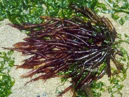 agar agar