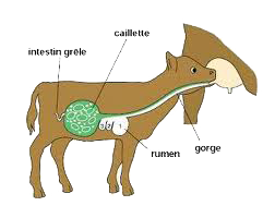 veau